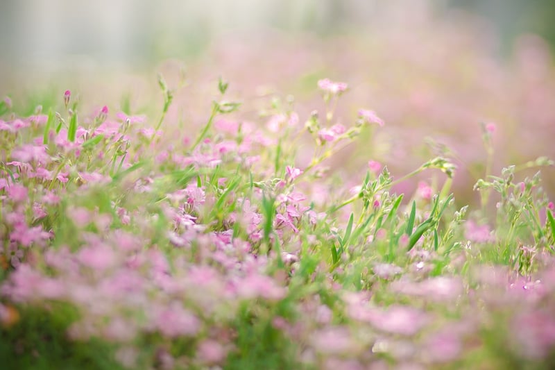 Sensory Flower Beds